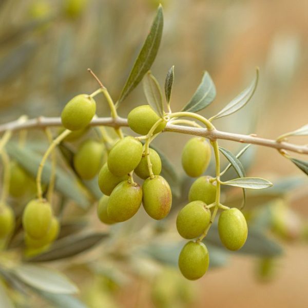 שמן זית כתית מעולה