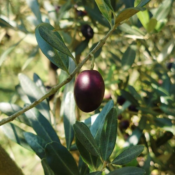 שמן זית אורגני